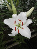 [1826 Ariosto 2N No01.JPG]